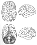 cerebro